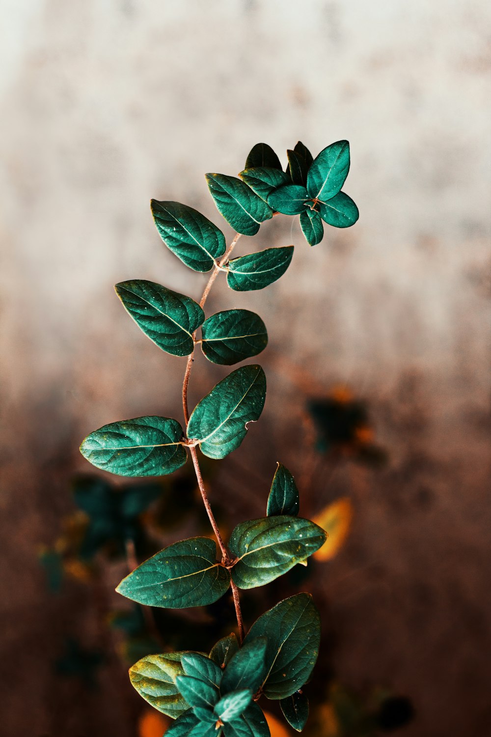 green leafed plant