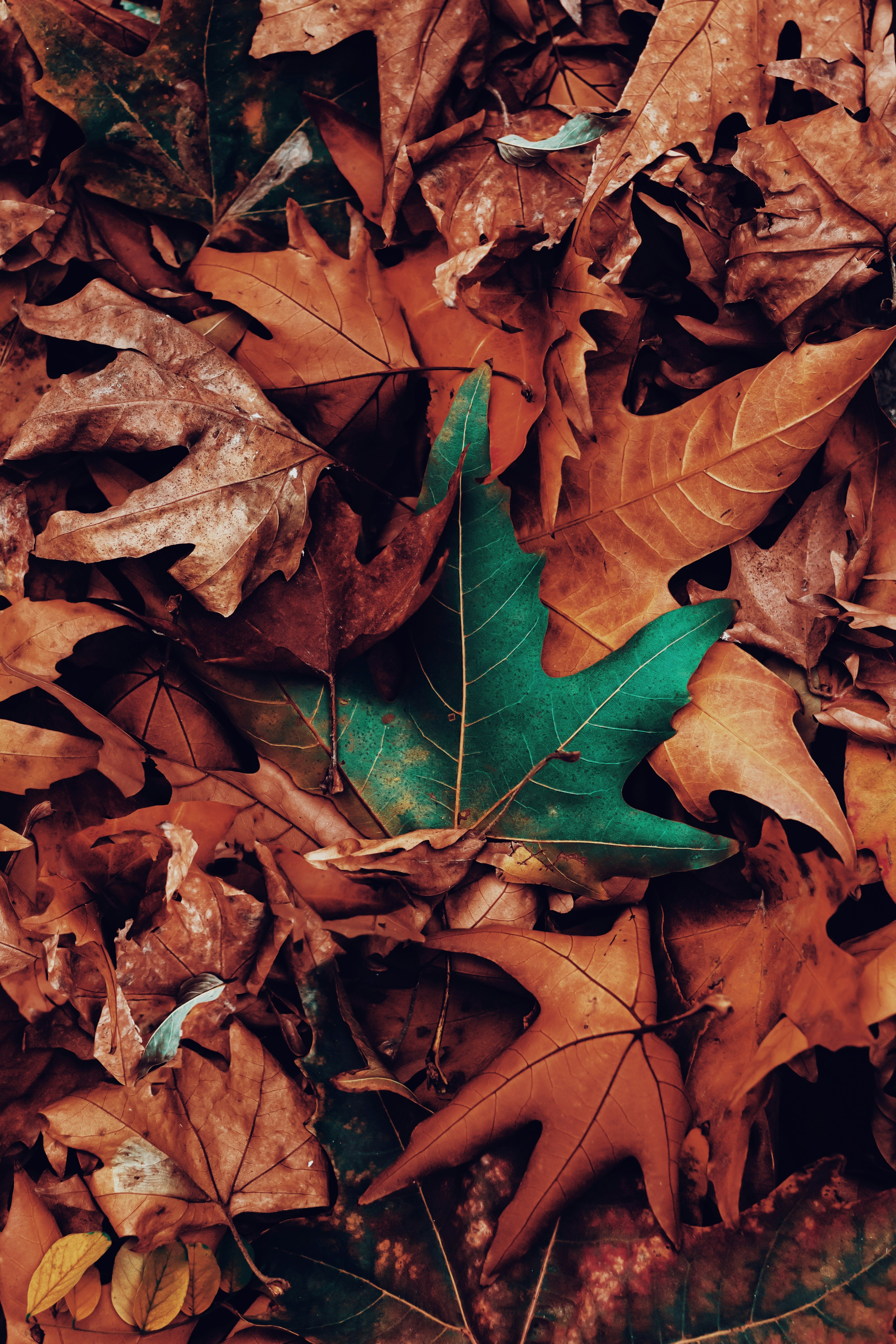 Photo by peymanfarmani