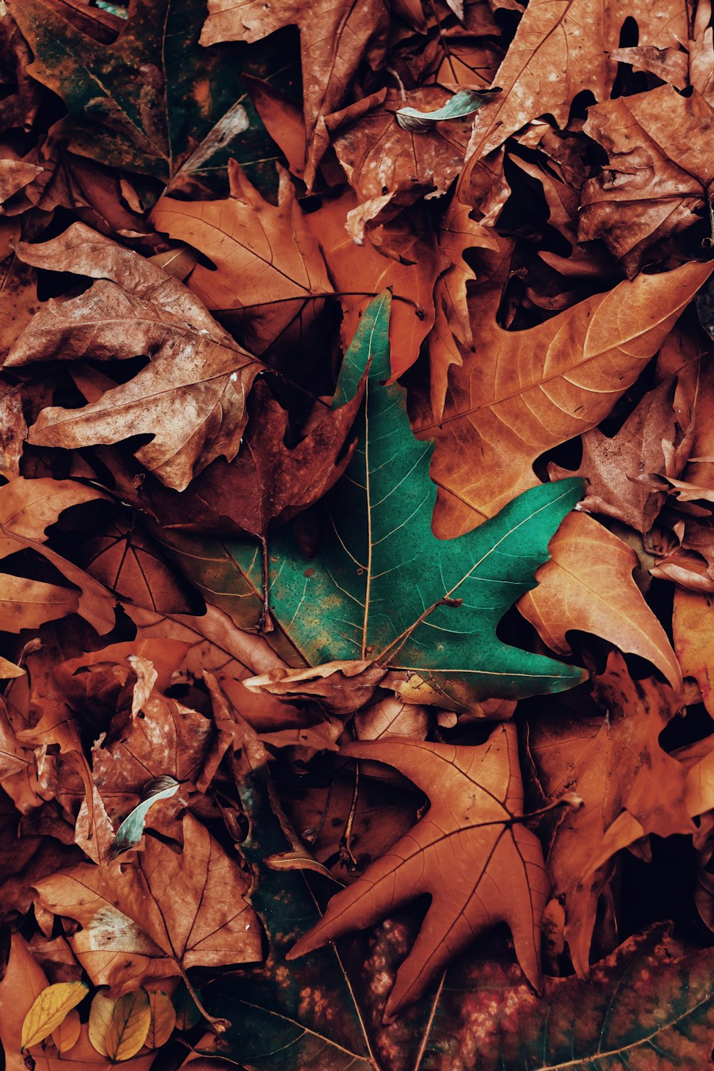 green and brown maple leaf