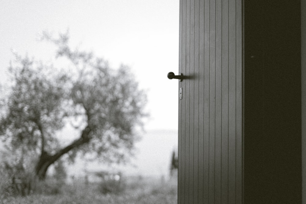 bare trees looking at window