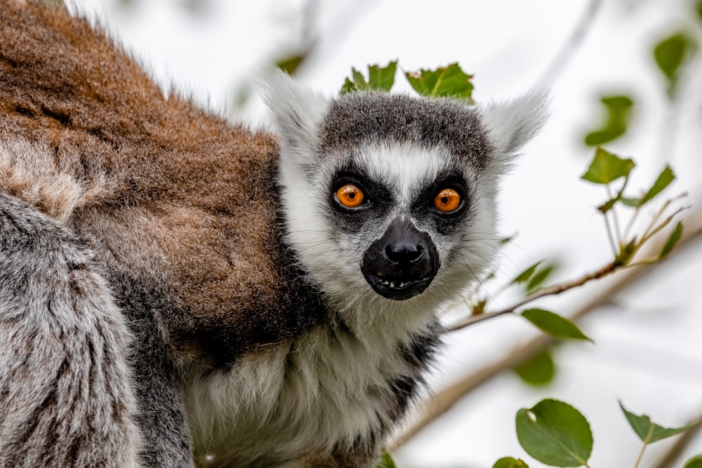 brown and white animal