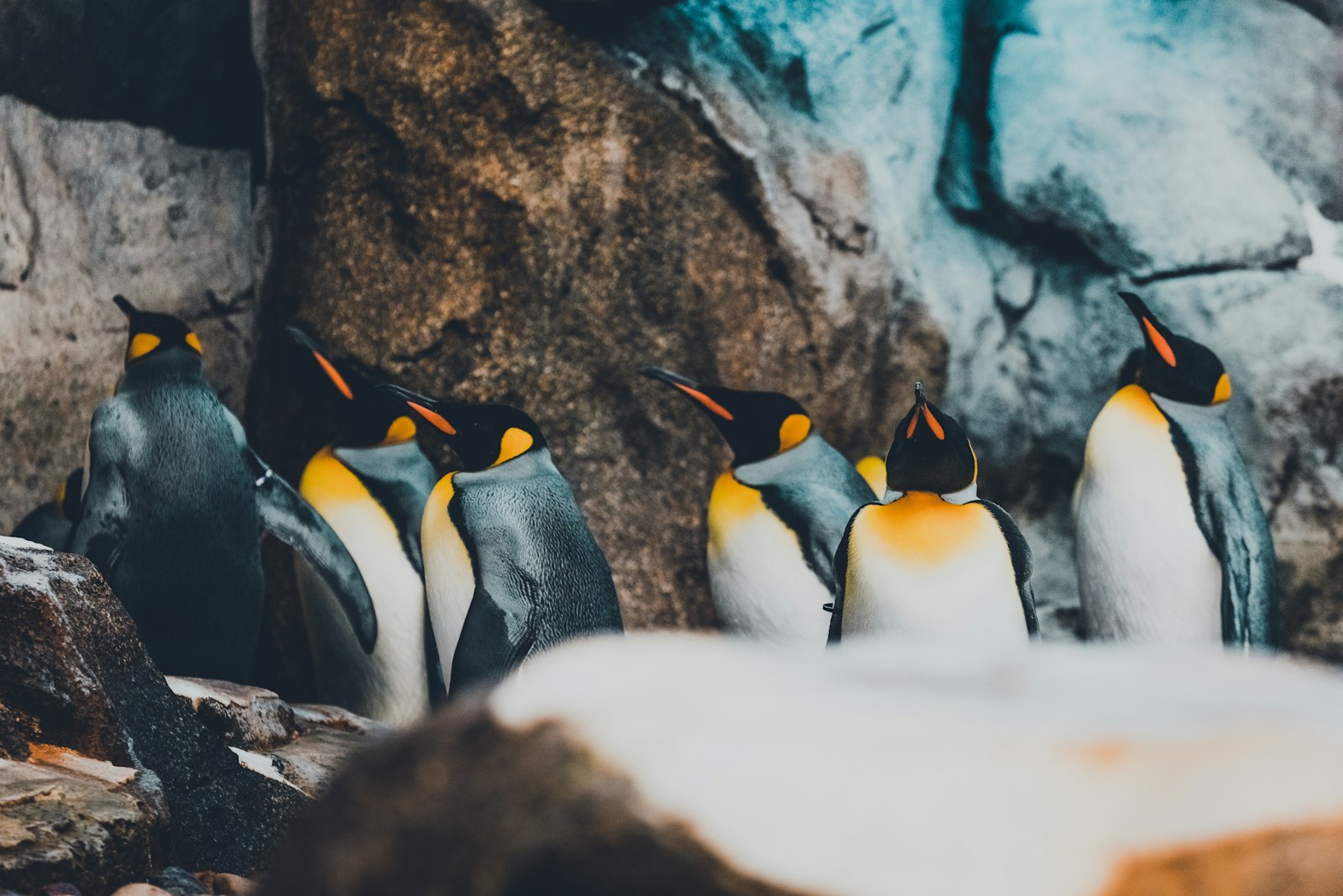 Canon EOS 5D Mark IV + Canon EF 100-400mm F4.5-5.6L IS II USM sample photo. Flock of penguins photography