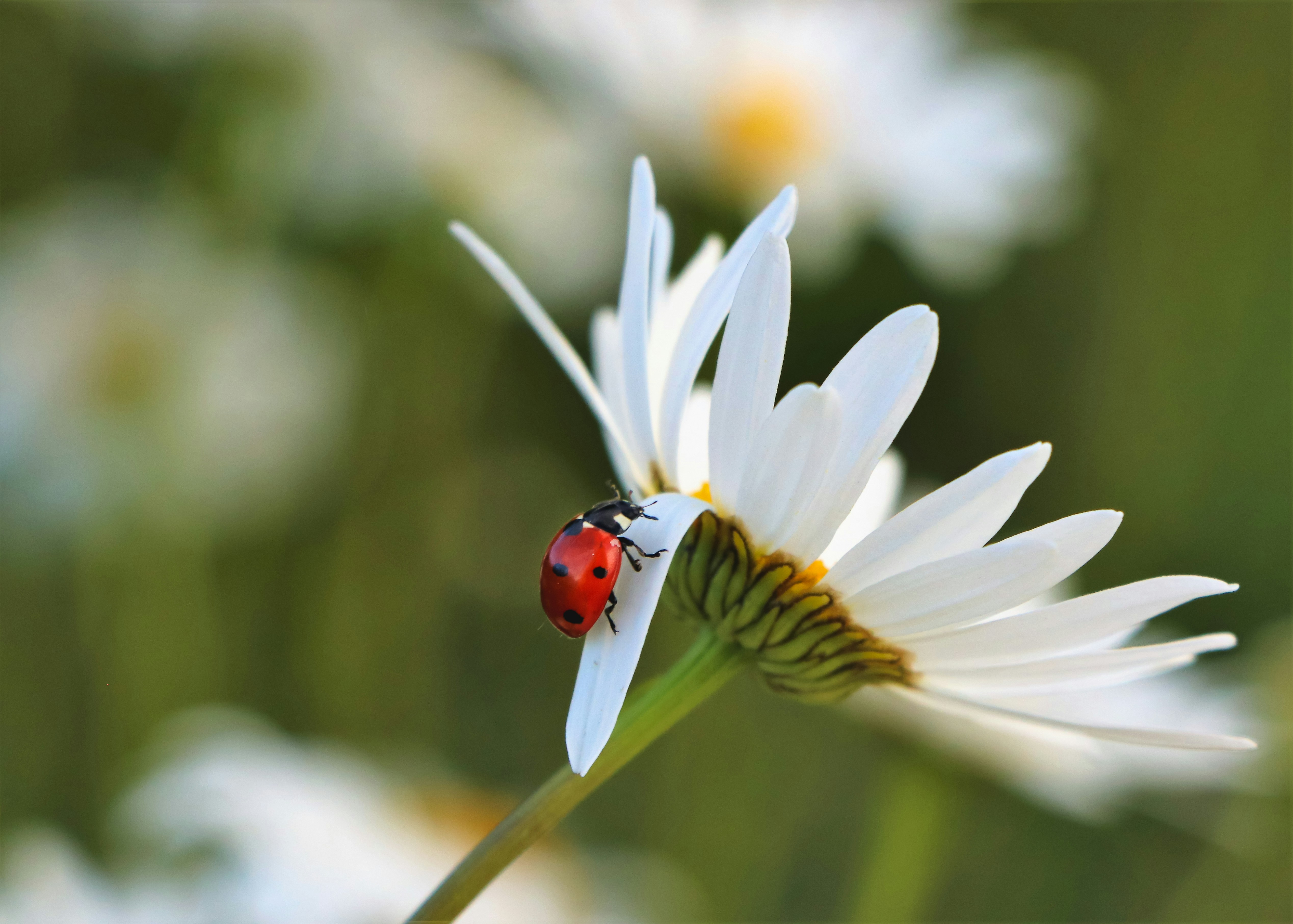 A ladybug on the petal of a daisy.