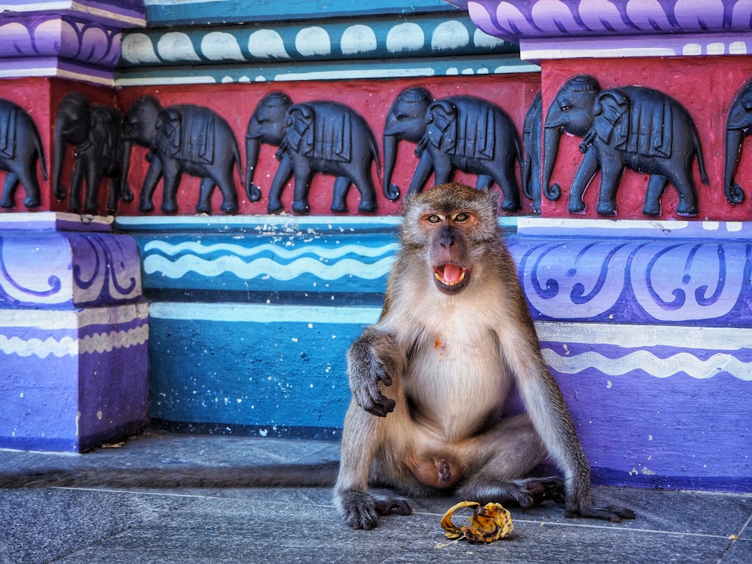 brown monkey on focus photography
