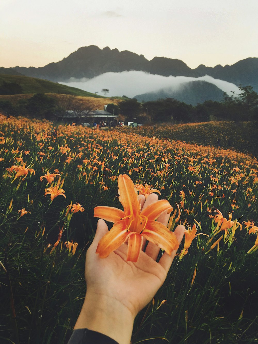 orange lily flower field viewing mountain