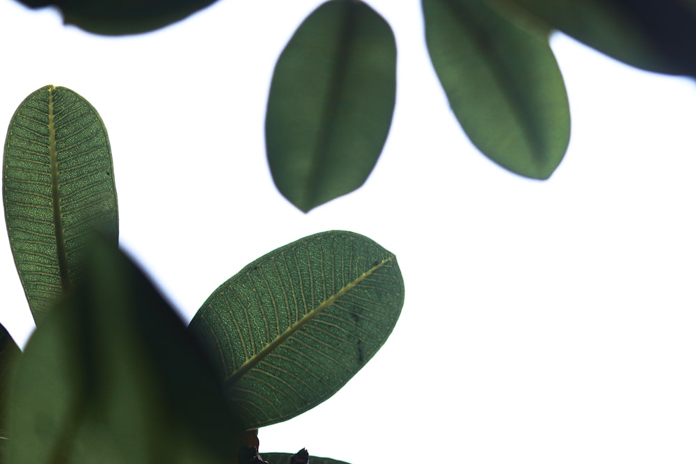 oblong green leaves