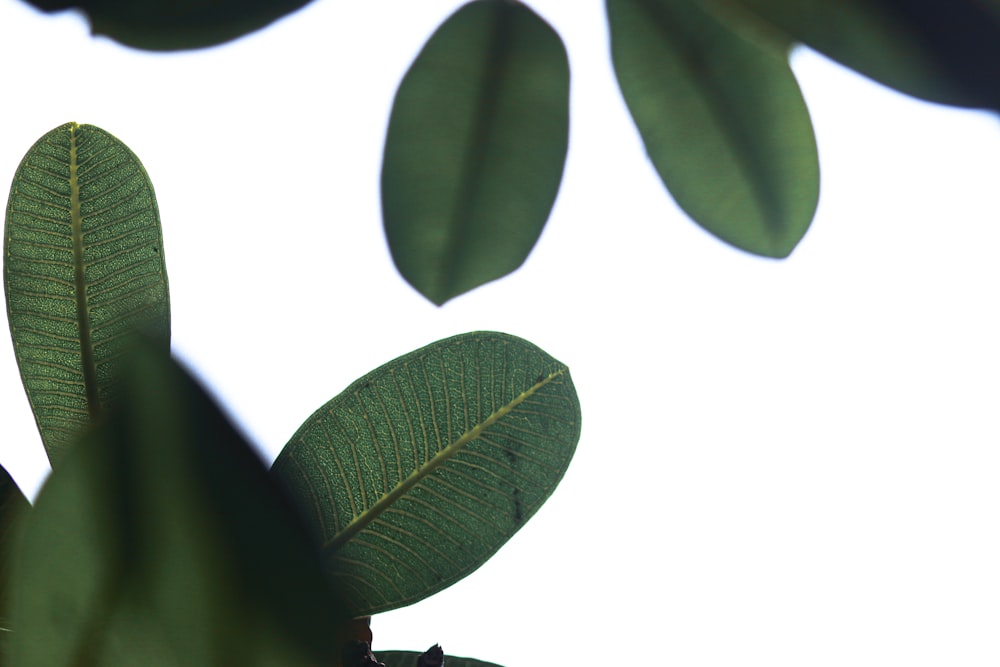 직사각형 녹색 잎