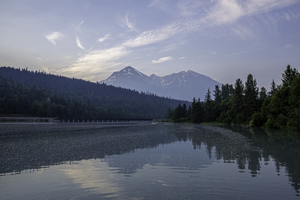 body of water near trees