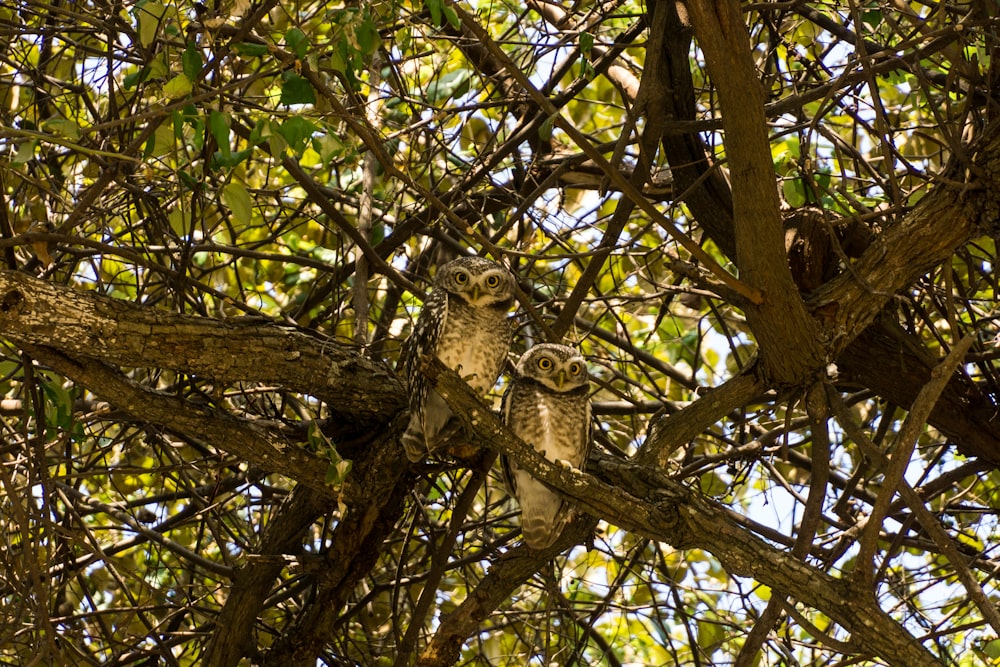 two brown owls perching on tree