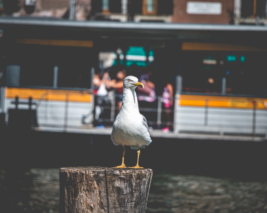 River photo spot Venise Burano