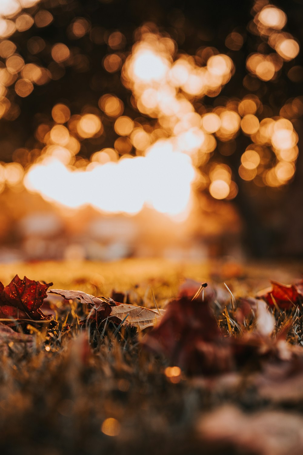 macro photography of dried leaves on ground