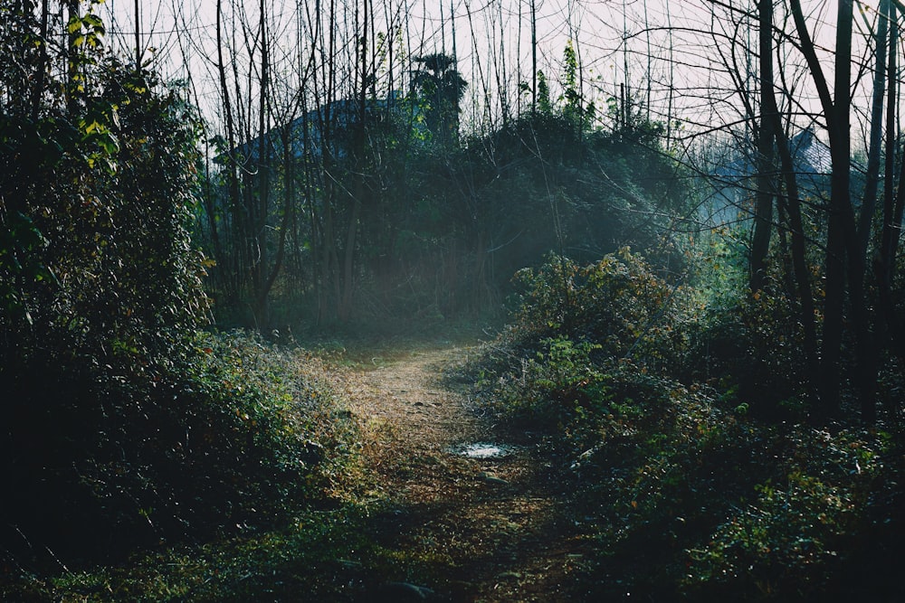 forest trees near green bushes