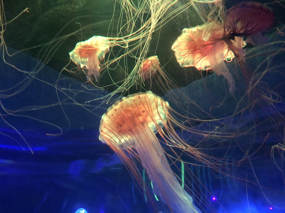 orange jellyfish in tank