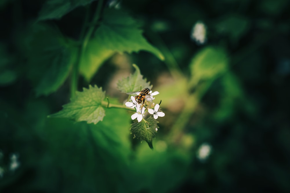 yellow bee perching on white petaled flower