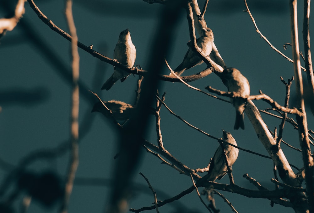 several birds perching tree branches