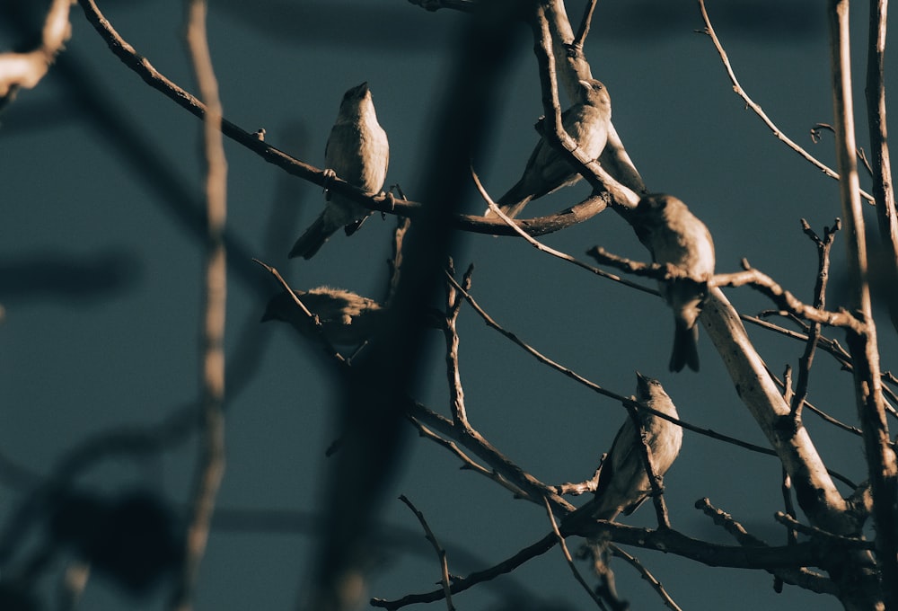 diversi uccelli appollaiati sui rami degli alberi