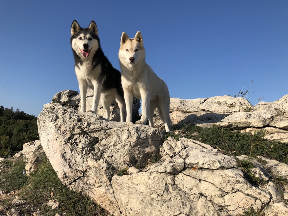 two black-and-white and brown-and-white dogs standing on rock formation during daytime