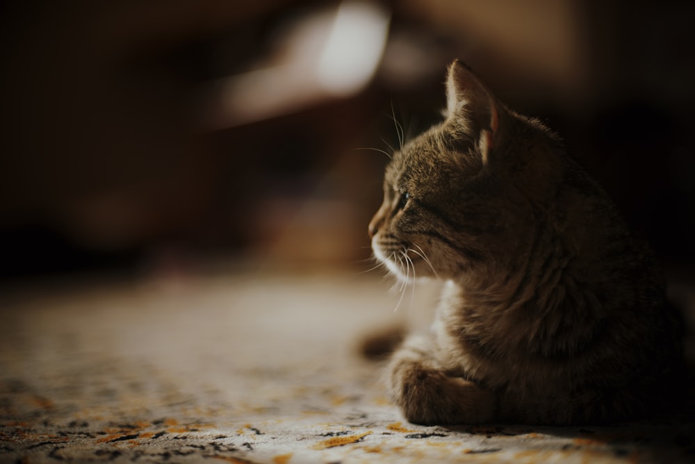 cat lying on gray surface