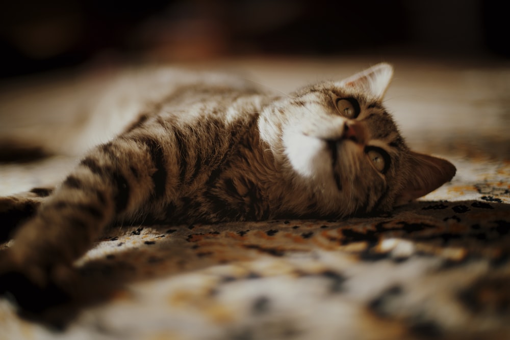 brown tabby cat lying on rug