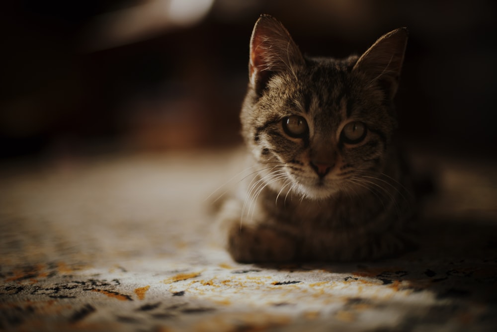 a close up of a cat laying on a carpet