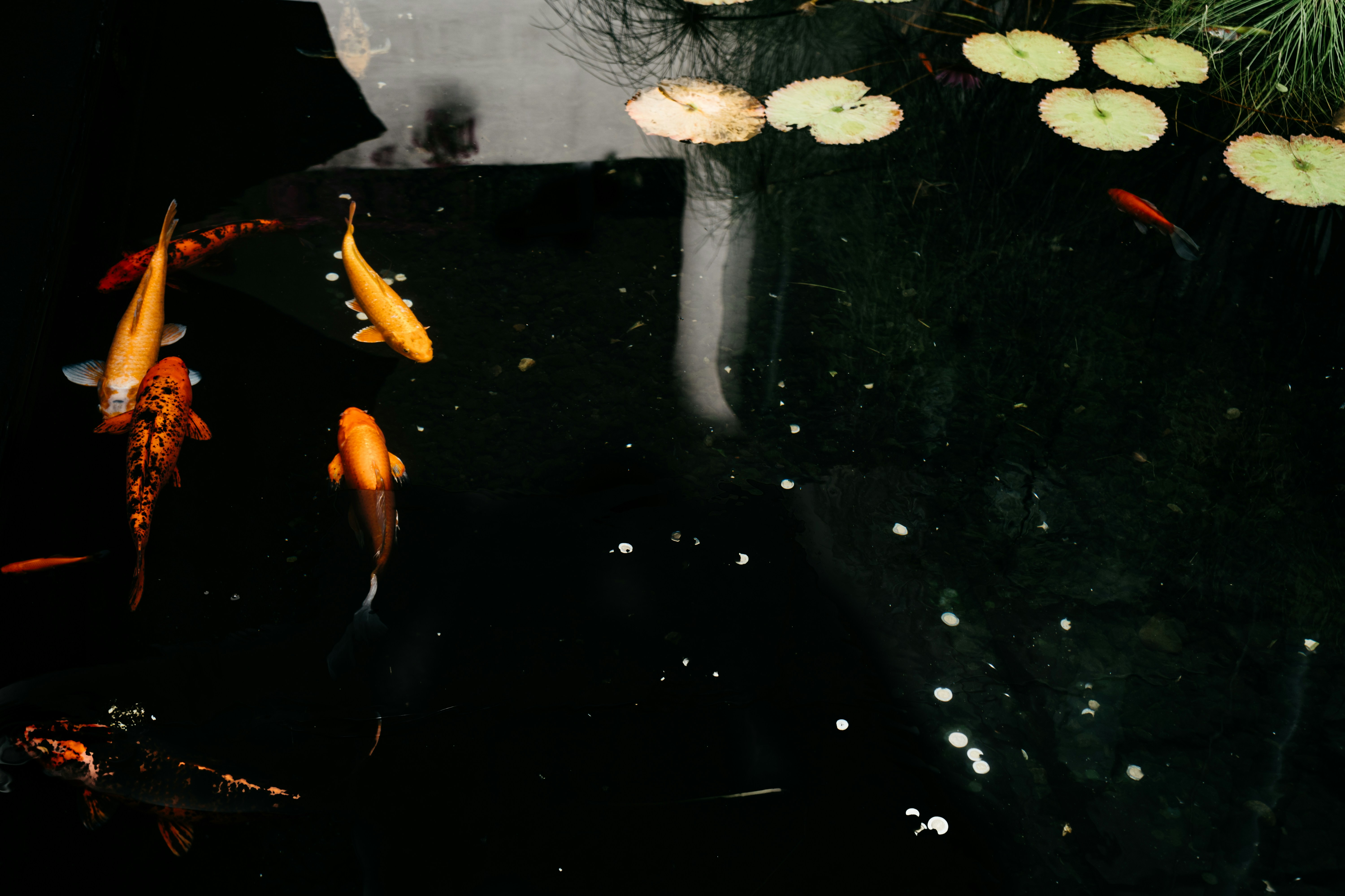 a group of fish swimming in a pond