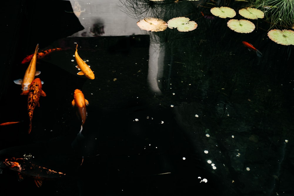 a group of fish swimming in a pond