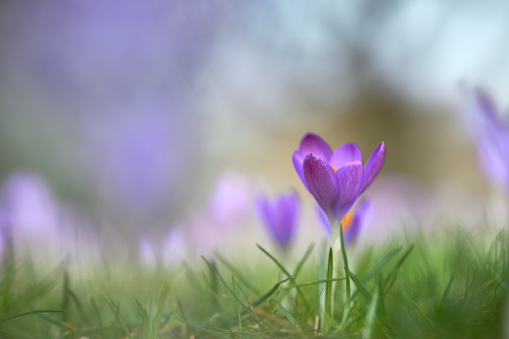 Fotografia a fuoco selettiva di un fiore dai petali viola