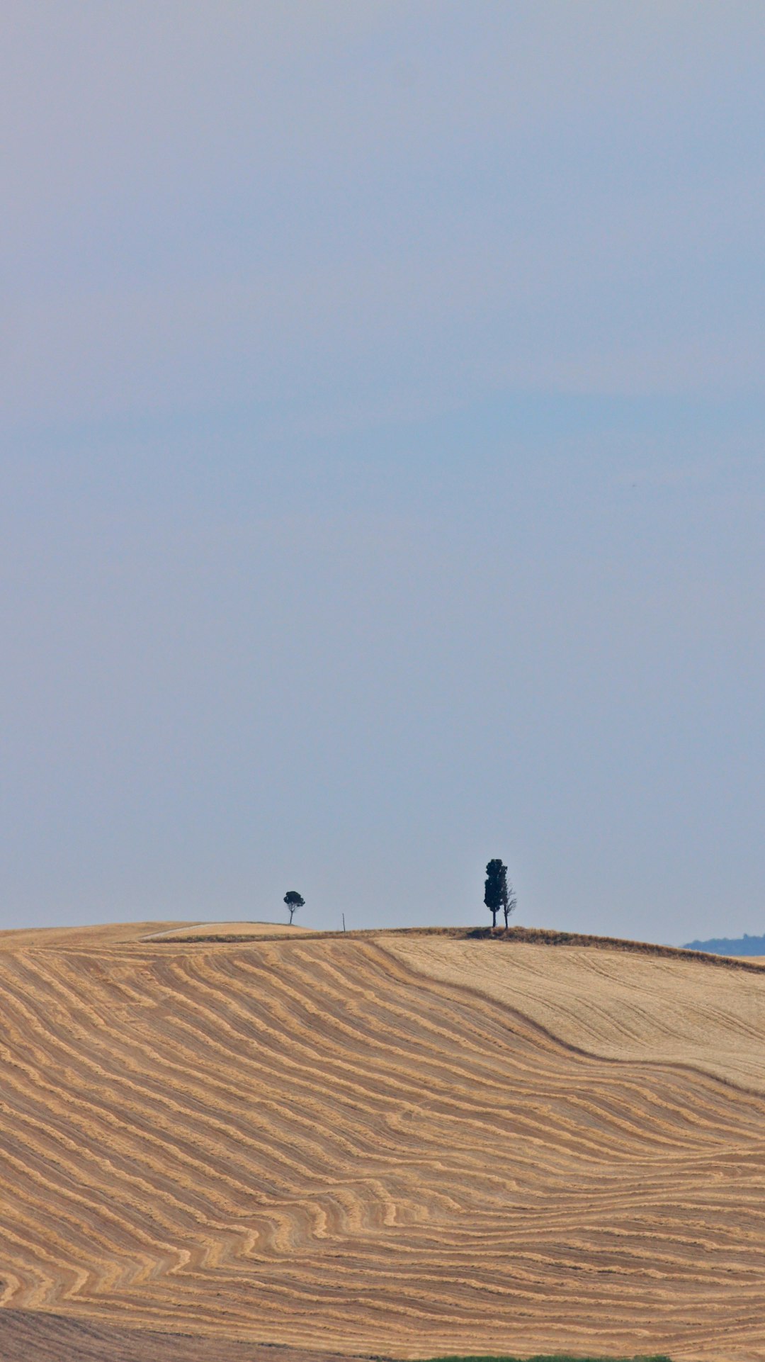 two trees in the desert