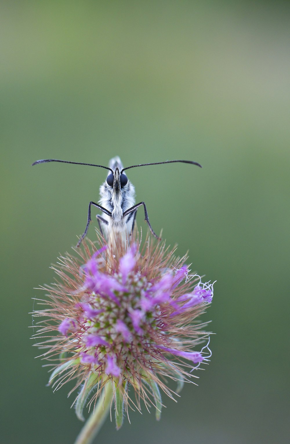Selektive Fokusfotografie von Insekt auf lila Blume