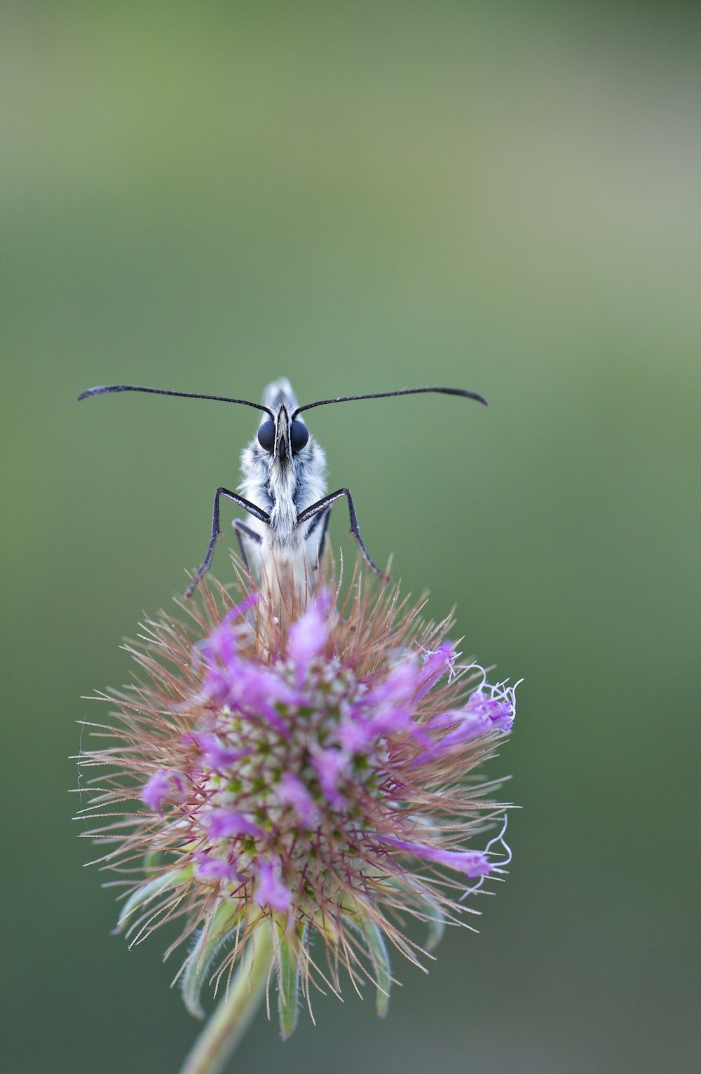 selective focus photography of insect on purple flower