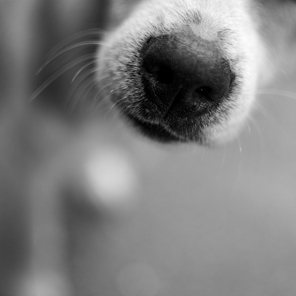 grayscale photography of dog nose