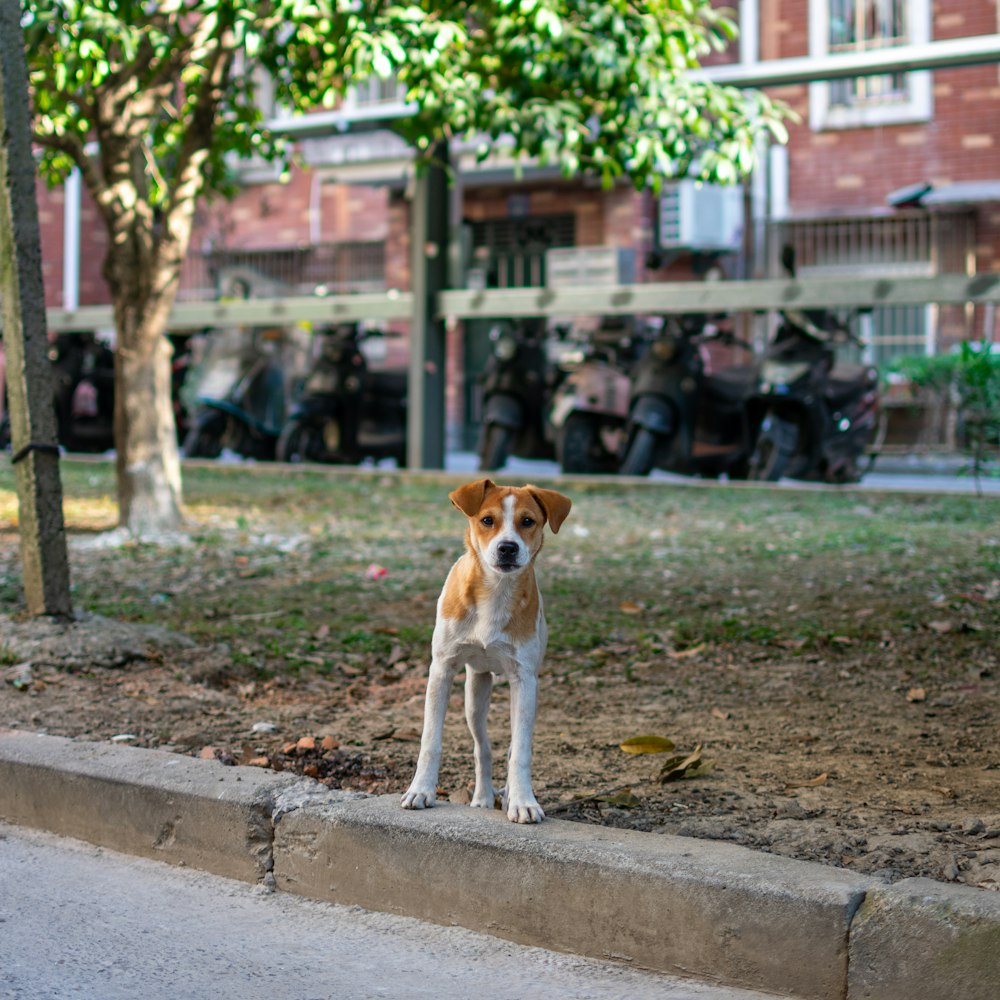 brown and white dog sitting on green grass