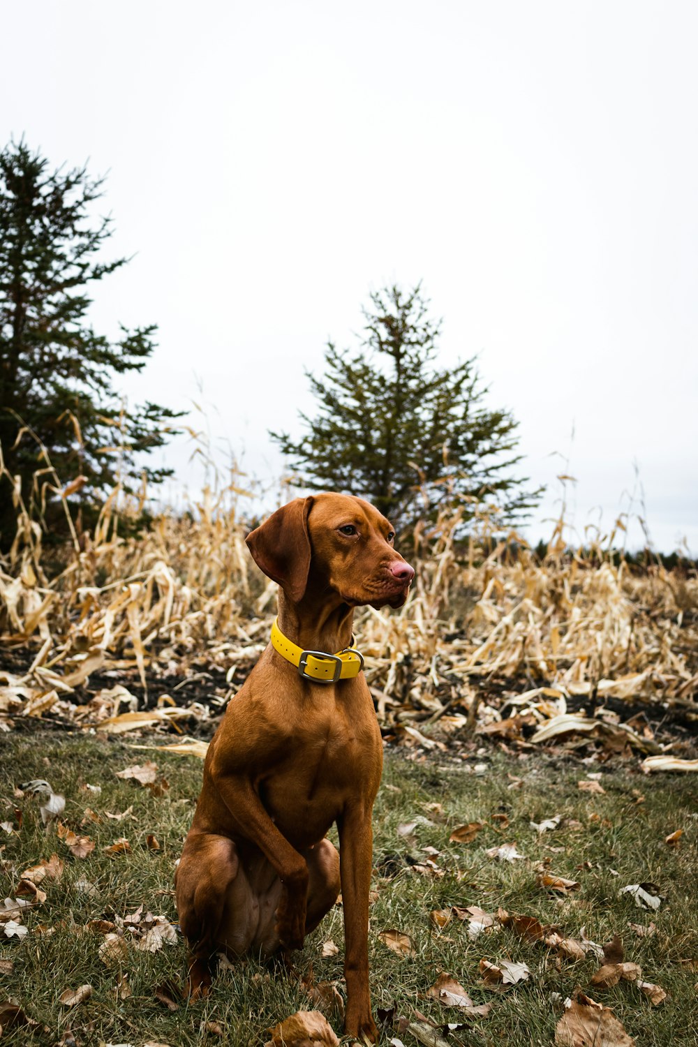 short-coated tan dog on grass field