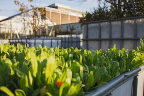 Early morning sunlight casting warm yellow hues over the hydroponic setup