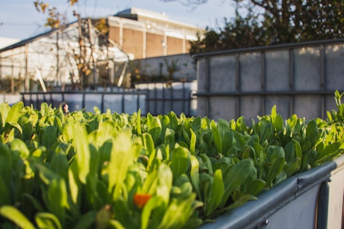 A vibrant photo of workers tending to organic vermicompost beds under natural sunlight.
