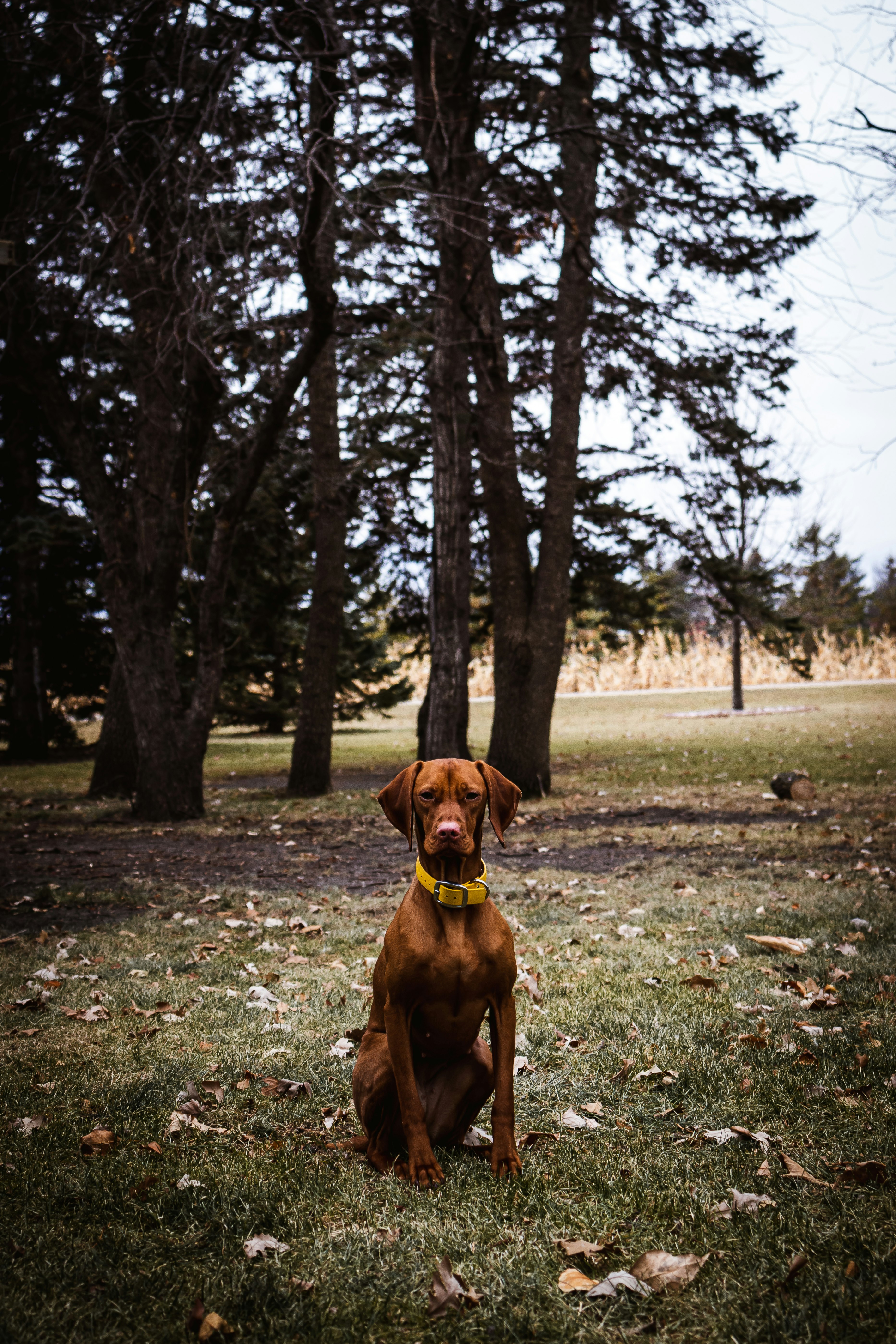 short-coated brown dog sitting on green grass