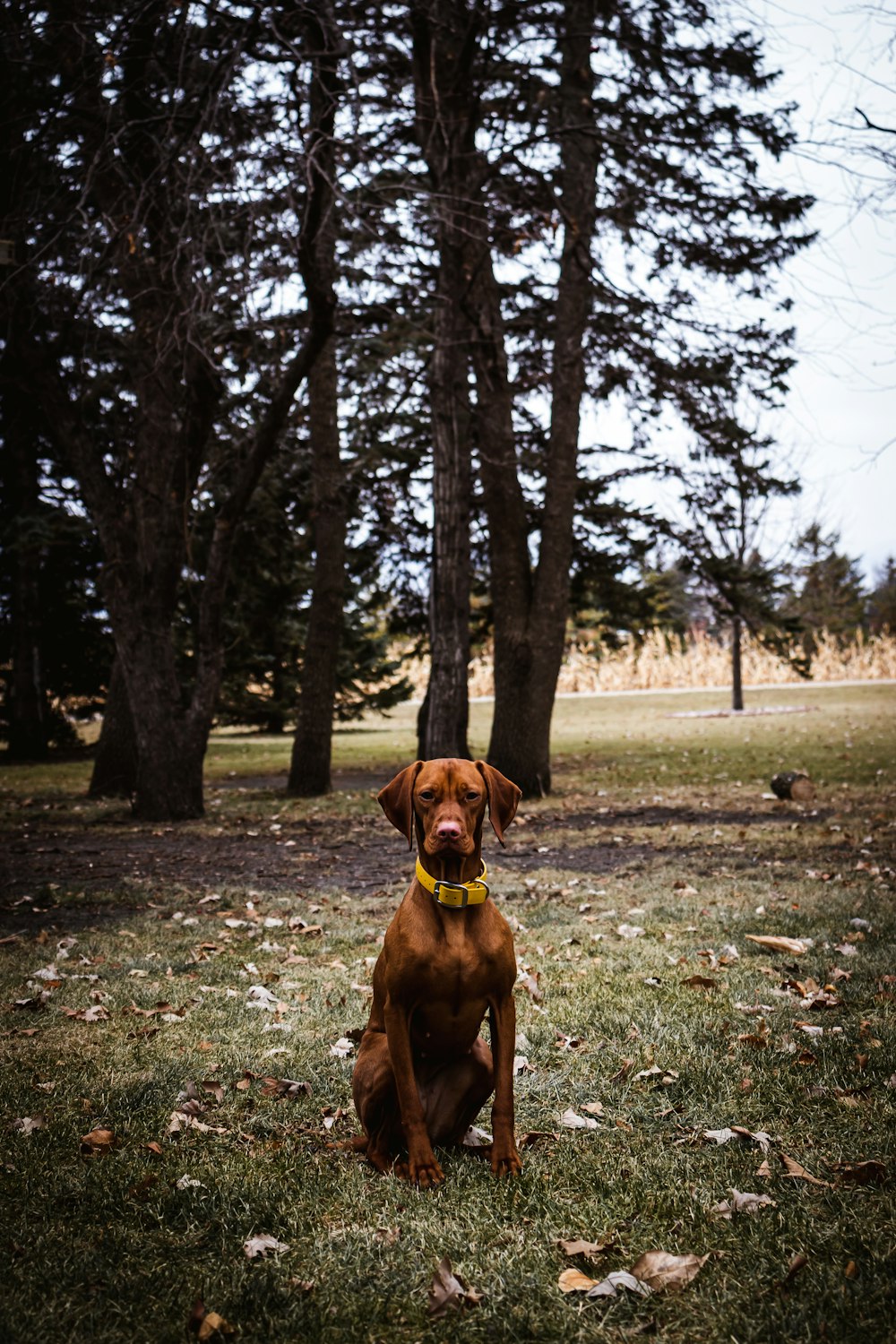 Brauner Hund mit kurzem Fell sitzt auf grünem Gras