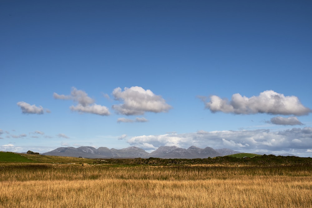 campo de grama sob o céu azul