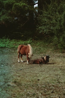 A small horse with a light mane grazes next to a resting goat in a grassy area surrounded by lush greenery. The background is dense with tall trees and bushes.