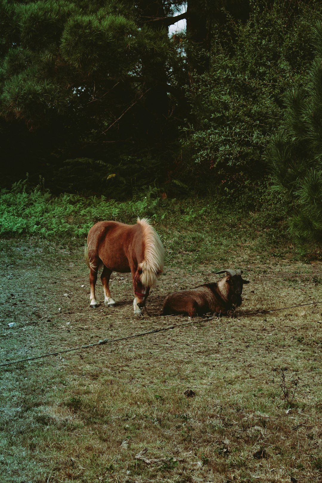 brown horse beside brown goat