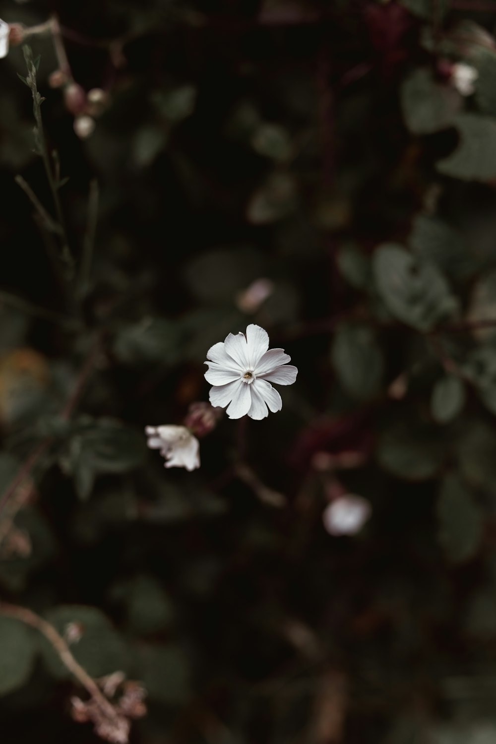 white petaled flower photograph