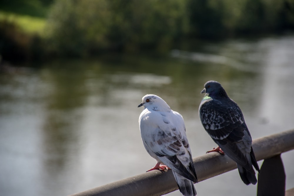 white and black pigeons