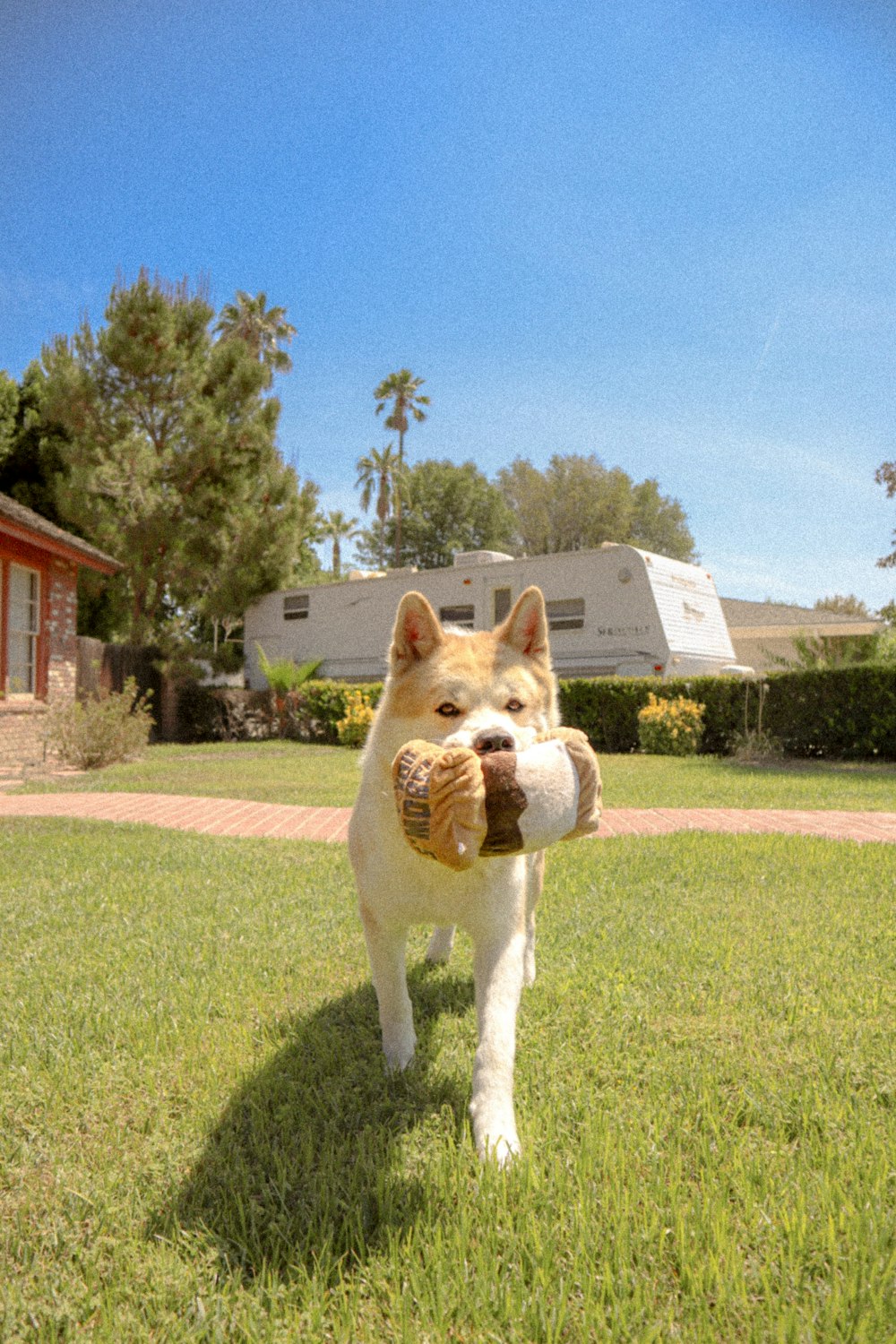 short-coated white and brown dog