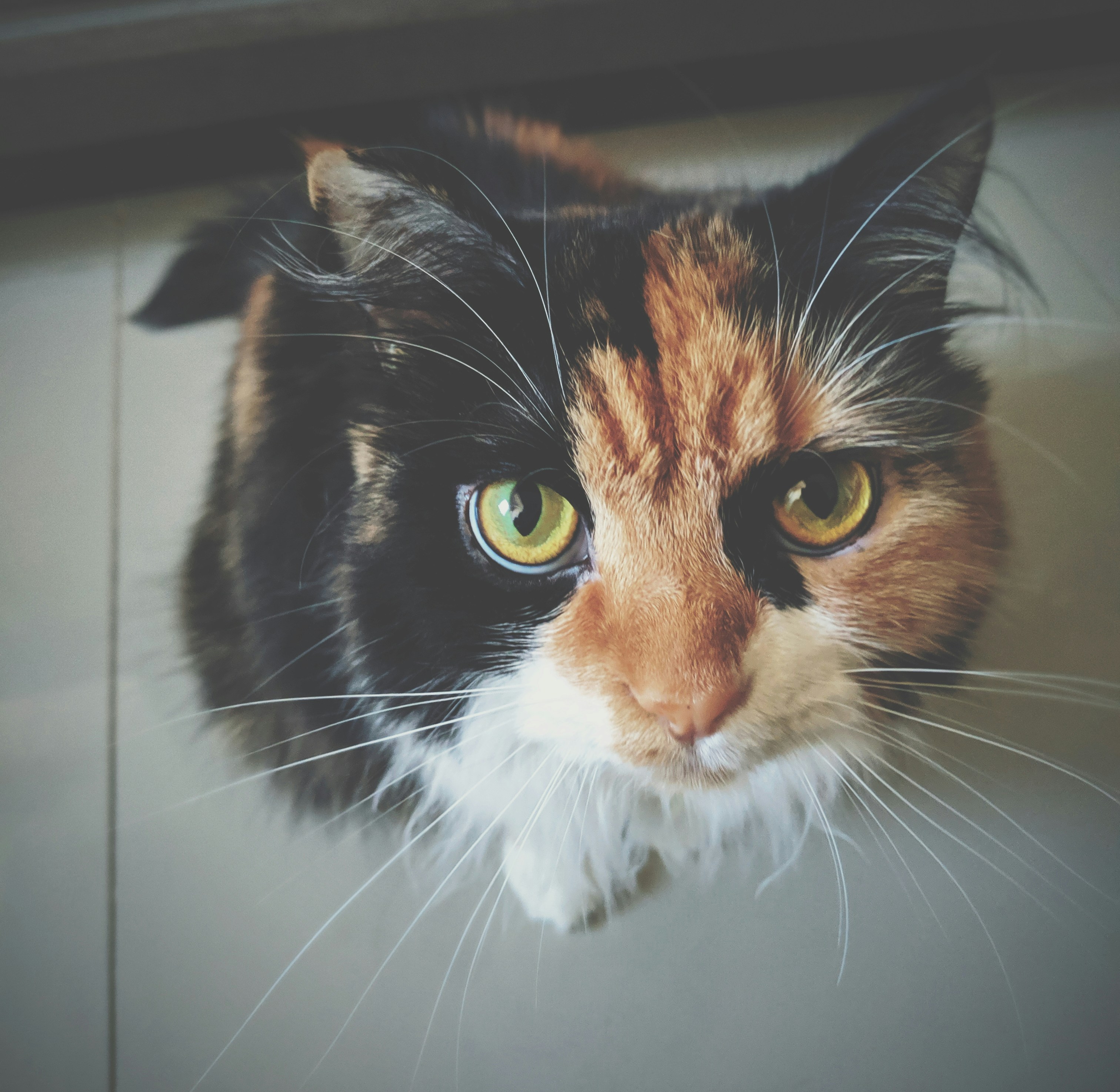 Movement Only a Cat Can See (image credits: unsplash)