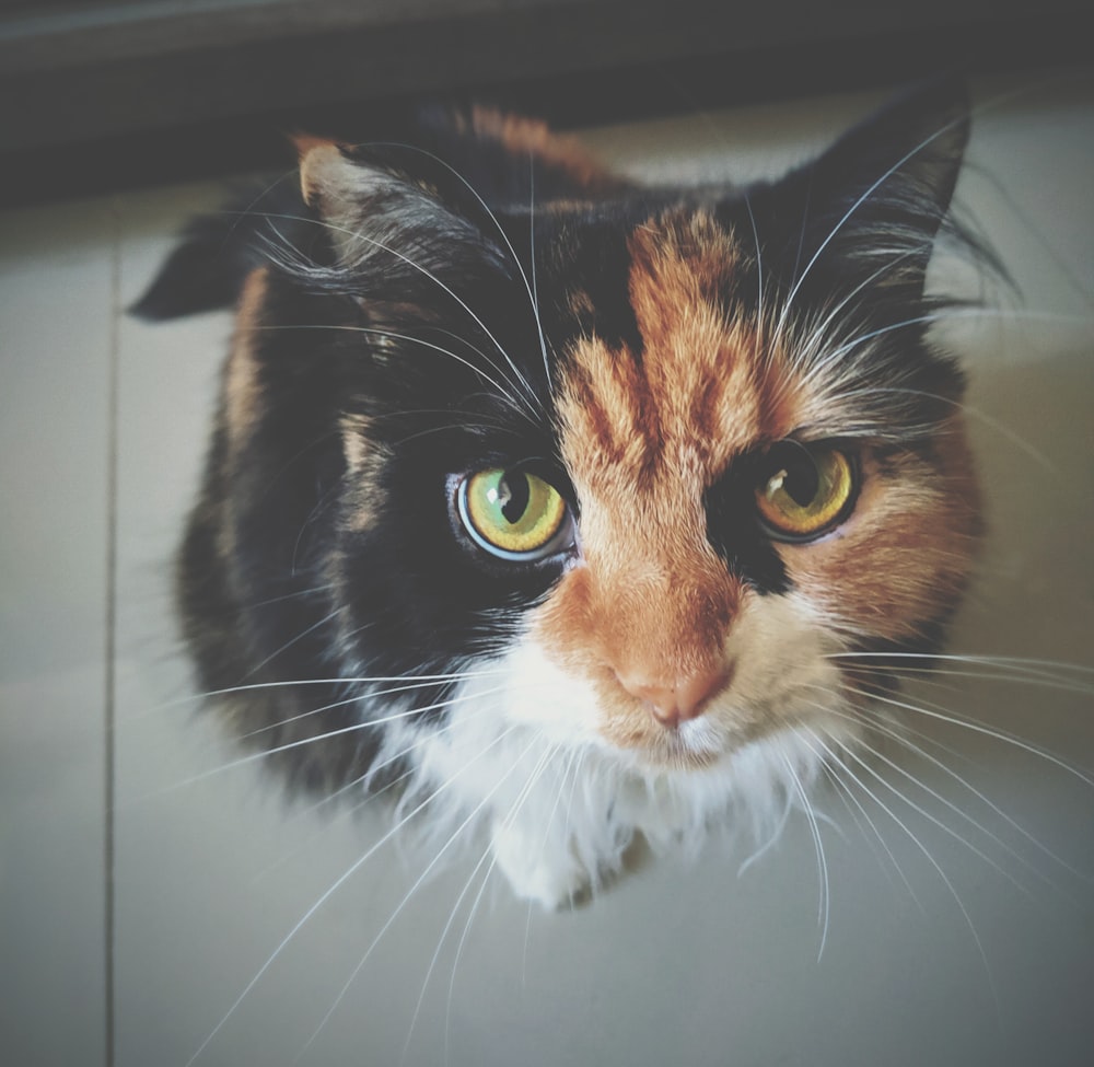 calico cat