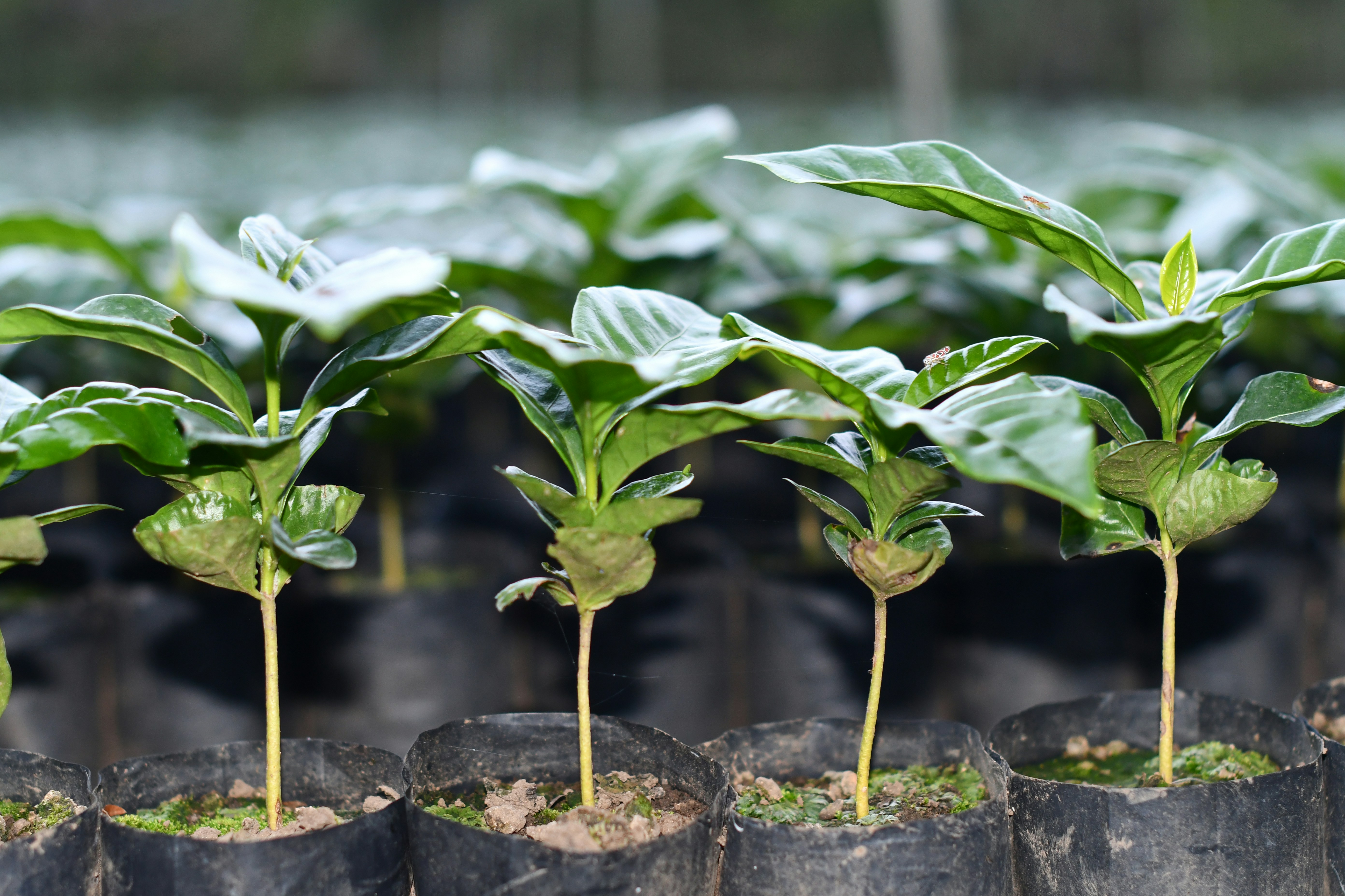 green-leafed plant