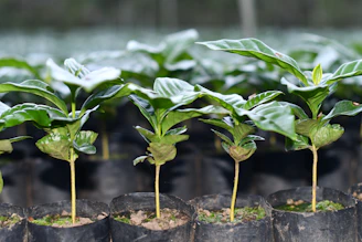 green-leafed plant
