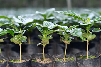 green-leafed plant