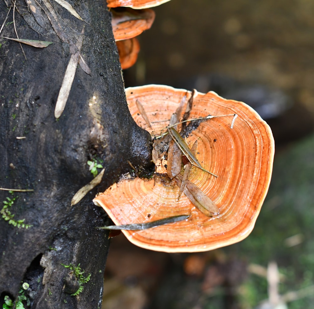 beige mushroom