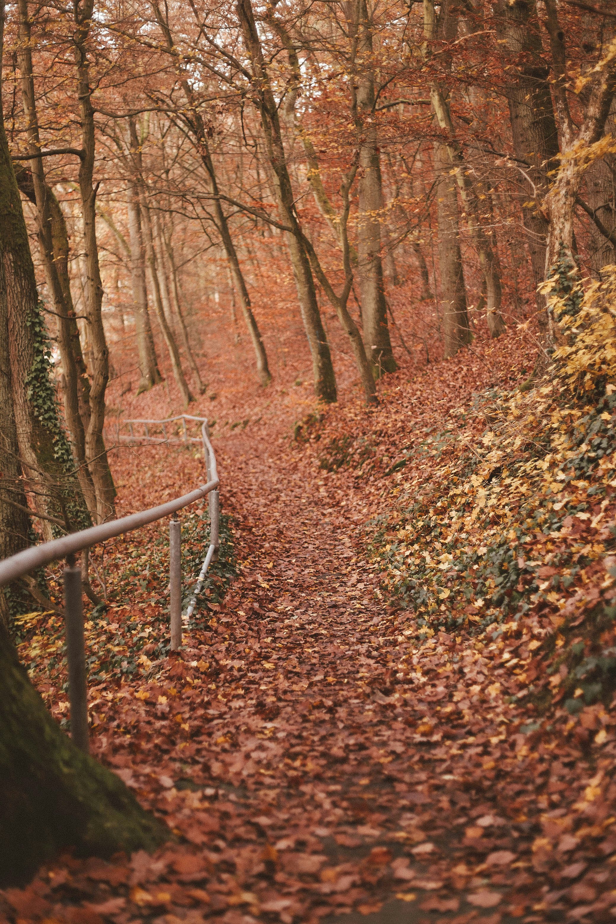 brown leafy forest trees